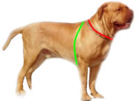 dog harness