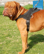 Dogue+de+bordeaux+french+mastiff