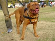 dog-harness-tracking-dogue-de-bordeaux