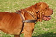 leather dog harness