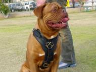 Dogue De Bordeaux dog Harness