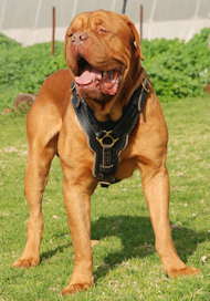 leather dog harness
