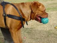 dogue-de-bordeaux-leather-dog-harness-tracking
