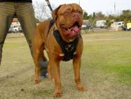 dog harness for dogue de bordeaux