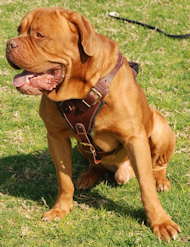 leather dog harness brown