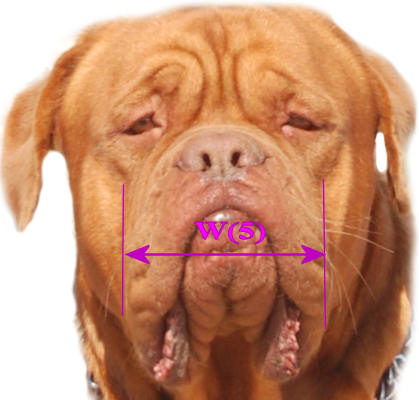 Please spend 3 minutes to size your dog to get best dog muzzle