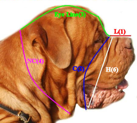 How to measure your Dog!