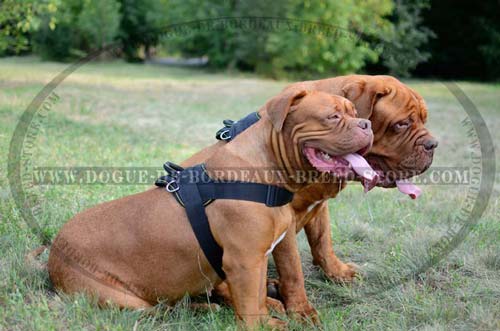 Tracking - Pulling Dogue de Bordeaux Breed Nylon Harness Easy to Clean