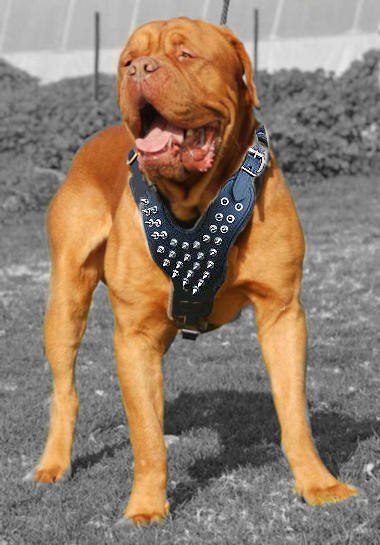 Dogue De Bordeaux Spiked leather dog harnesses or Frenh Mastiff - Click 