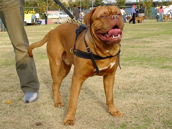 Dogue+de+bordeaux