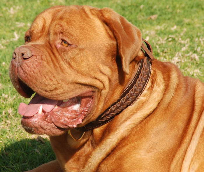 leather dog collar for French mastiff