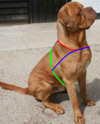 dog harness size