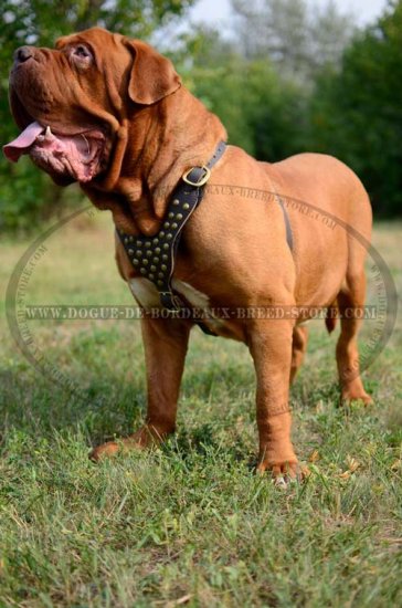 dogue de bordeaux leather harness