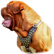 Adventure Game' Rubber Dogue de Bordeaux Treat Dispenser - Medium  [TT39#1034 Medium Treat and Kibble Dispensing Dog Toy] : Dogue De Bordeaux  dog harness, Dogue De Bordeaux dog muzzle, Dogue De Bordeaux