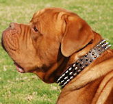 Dogue+de+bordeaux+puppies+for+sale+in+michigan