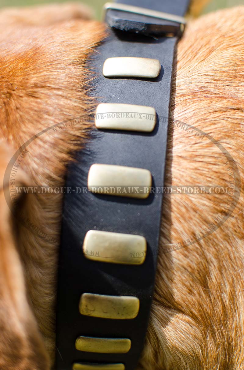 Designer Dog Collar Wide, Leather Collar Exclusive [C85N#1057 Collare in  pelle con decorazioni per Pastore tedesco ] : Dog harness, Dog muzzle, Dog  collar, dog leash, Bite Sleeves