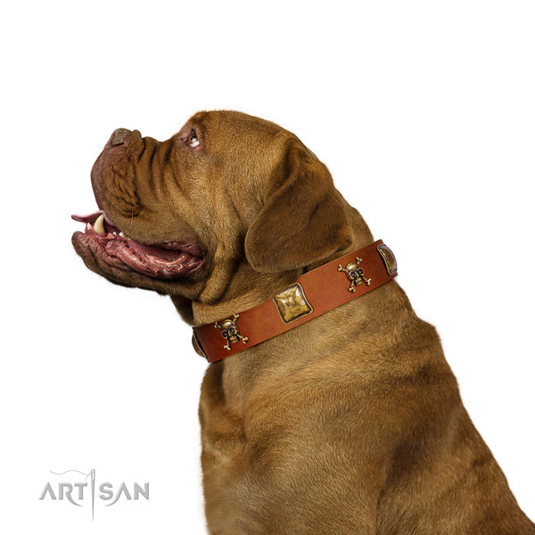 Significant full grain natural leather dog collar with corrosion proof adornments