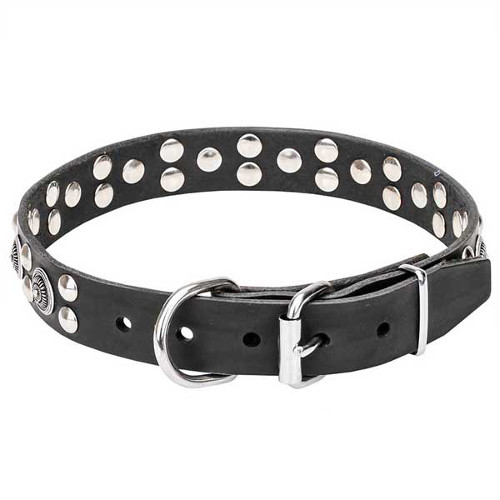 Dogue de Bordeaux collar with reliable chrome-plated buckle