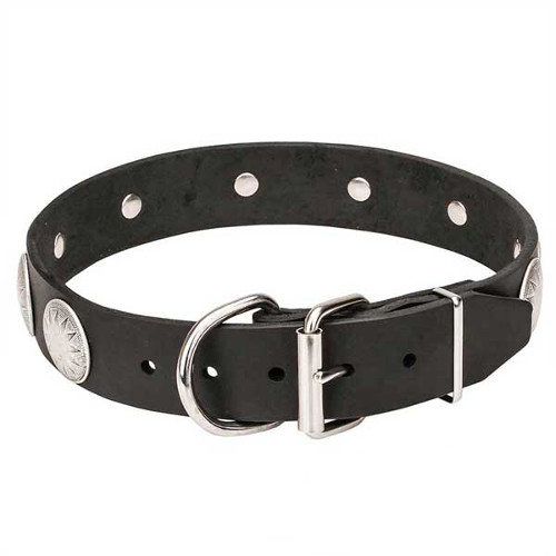 Dogue de Bordeaux collar with durable chrome-plated hardware