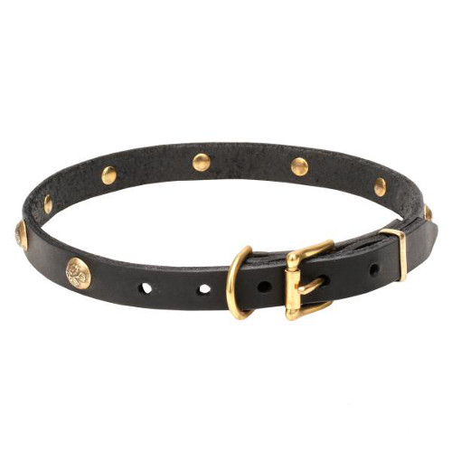 Leather dog collar with brass-covered buckle and D-ring
