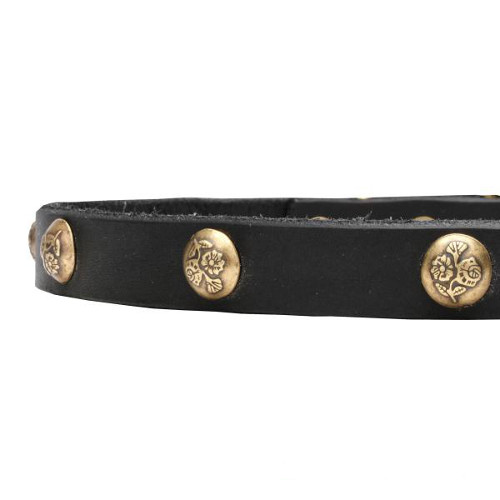 Leather dog collar with riveted studs