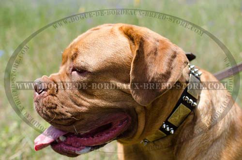 Wide Decorated Genuine Leather Collar for Dogue de Bordeaux