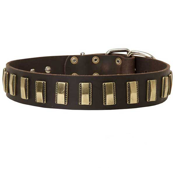 Strong leather collar with brass covered decorations
