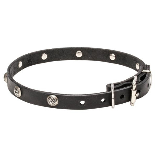 Leather dog collar with engraved studs