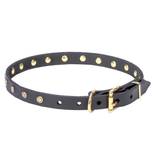 Dependable dog collar with sturdy buckle