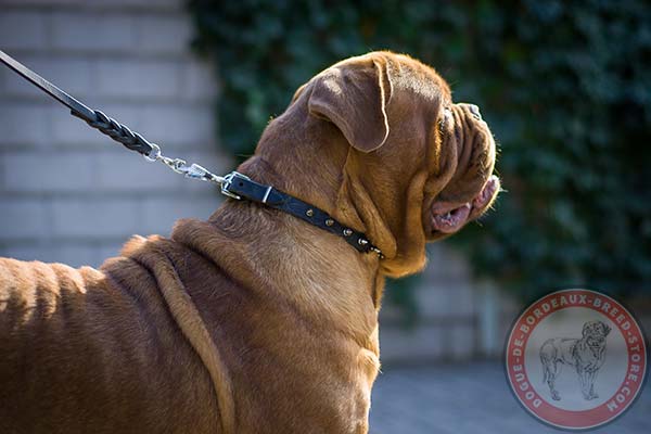 Dogue de Bordeaux leather collar with nickel plated spikes