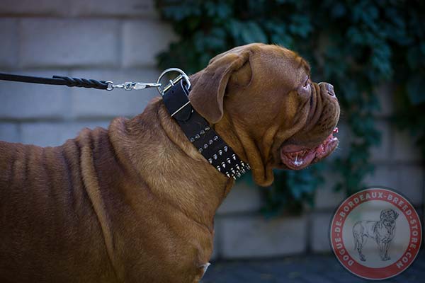  4 rows spiked Dogue de Bordeaux leather collar 