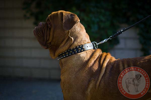 Dogue de Bordeaux collar with spikes and studs