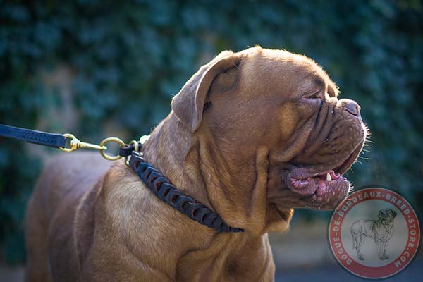 Dogue de Bordeaux leather collar with braids