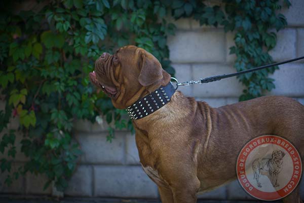 Easy to handle Dogue de Bordeaux collar