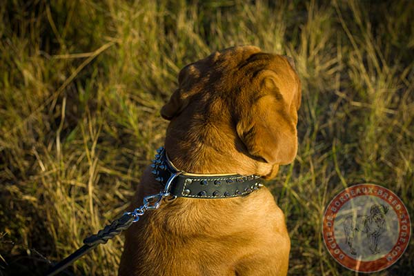 Dogue de Bordeaux collar with strong buckle and D-ring