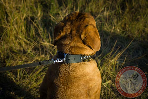 Dogue de Bordeaux collar with nickel plated hardware