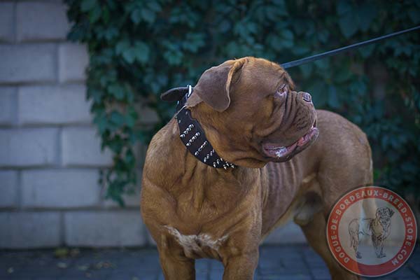  Dogue de Bordeaux collar with silver-like spikes