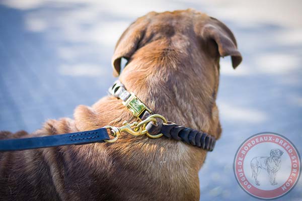 Dogue de Bordeaux collar with brass fittings 
