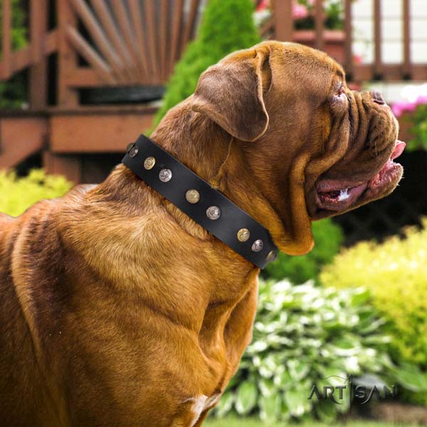 Dogue de Bordeaux exceptional full grain leather collar for stylish walking
