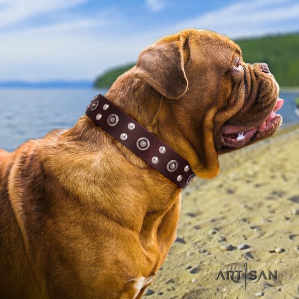 Dogue de Bordeaux impressive leather collar for easy wearing