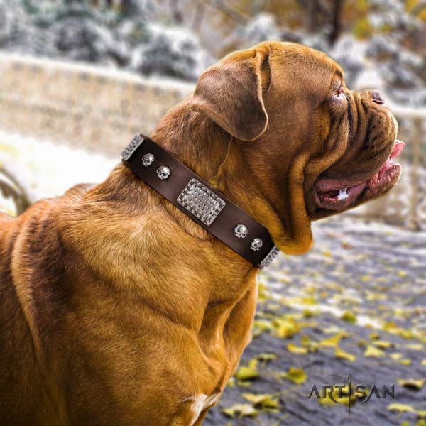 Dogue de Bordeaux top notch leather collar for fancy walking