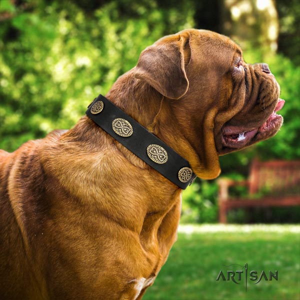 Dogue de Bordeaux exceptional full grain leather collar for everyday use
