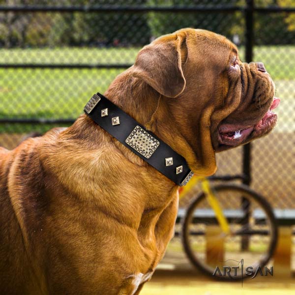 Dogue de Bordeaux incredible natural genuine leather collar for daily walking