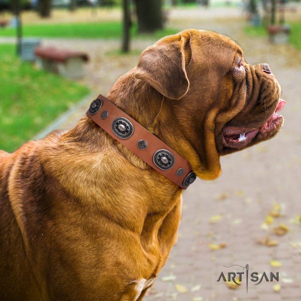 Dogue de Bordeaux amazing natural genuine leather collar for comfortable wearing