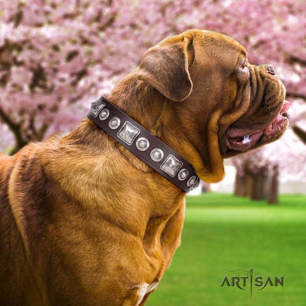 Dogue de Bordeaux studded genuine leather collar with rust-proof traditional buckle