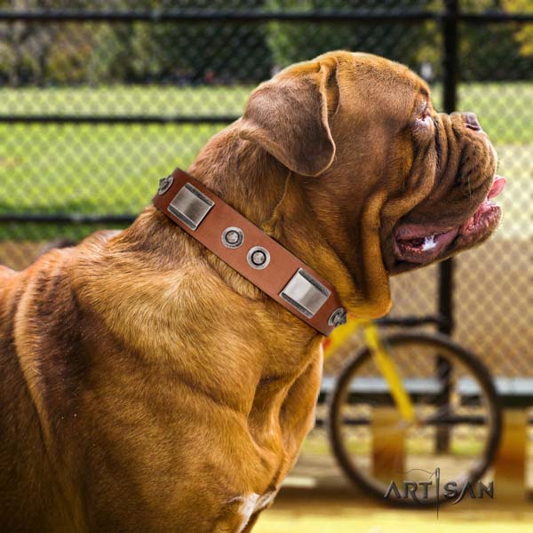 Dogue de Bordeaux stylish leather collar for everyday walking