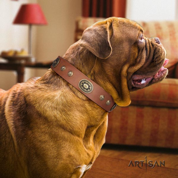 Dogue de Bordeaux significant full grain natural leather collar for stylish walking