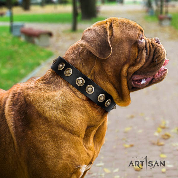 Dogue de Bordeaux comfortable wearing dog collar of significant quality leather