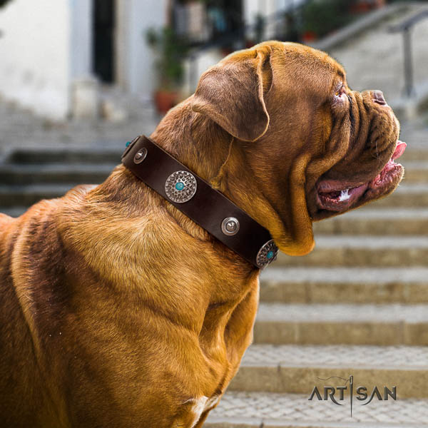 Dogue de Bordeaux comfy wearing dog collar of extraordinary quality natural leather