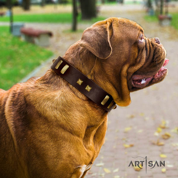Dogue de Bordeaux daily use dog collar of exceptional quality leather